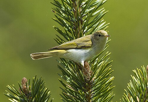 Western Bonelli's Warbler (Phylloscopus bonelli)