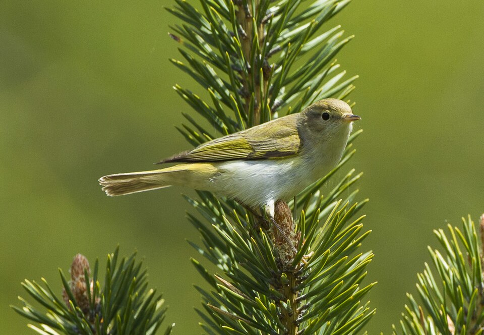 Bergfluiter (Phylloscopus bonelli)