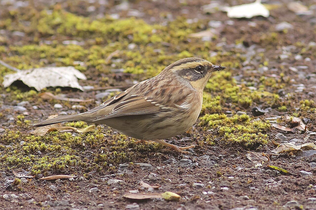 Siberian Accentor (Prunella montanella)