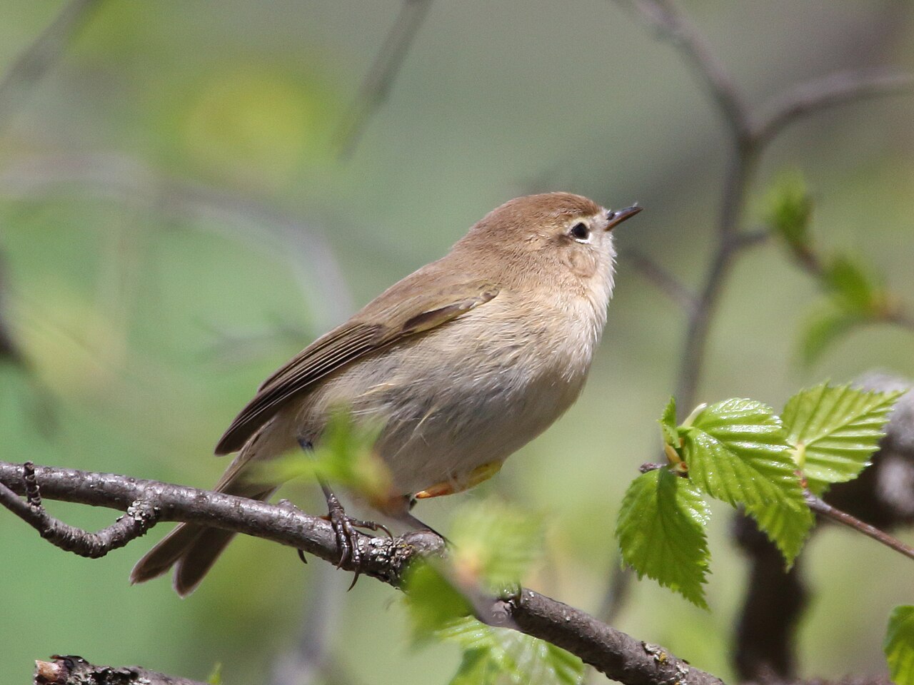 Bergtjiftjaf (Phylloscopus sindianus)