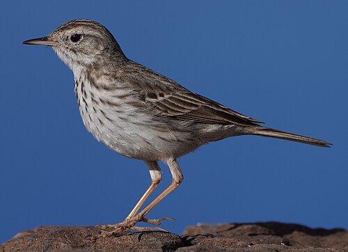 Berthelot's Pipit (Anthus berthelotii)