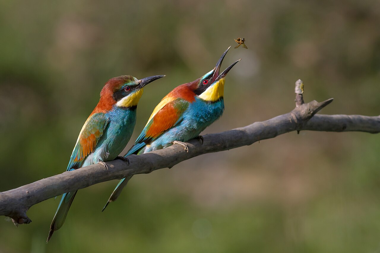 Abejaruco europeo (Merops apiaster)