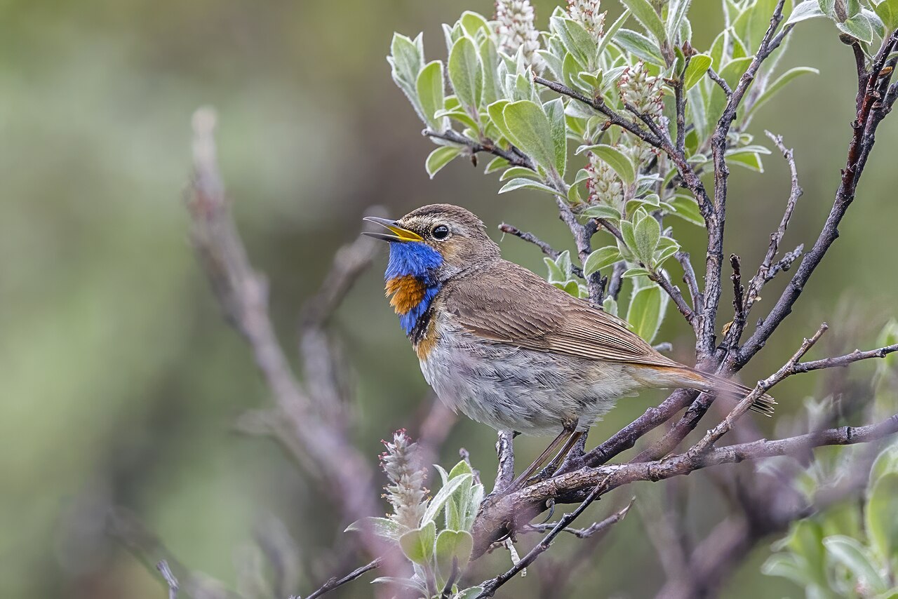 Bluethroat, subspecies svecica, red-spotted bluethroat