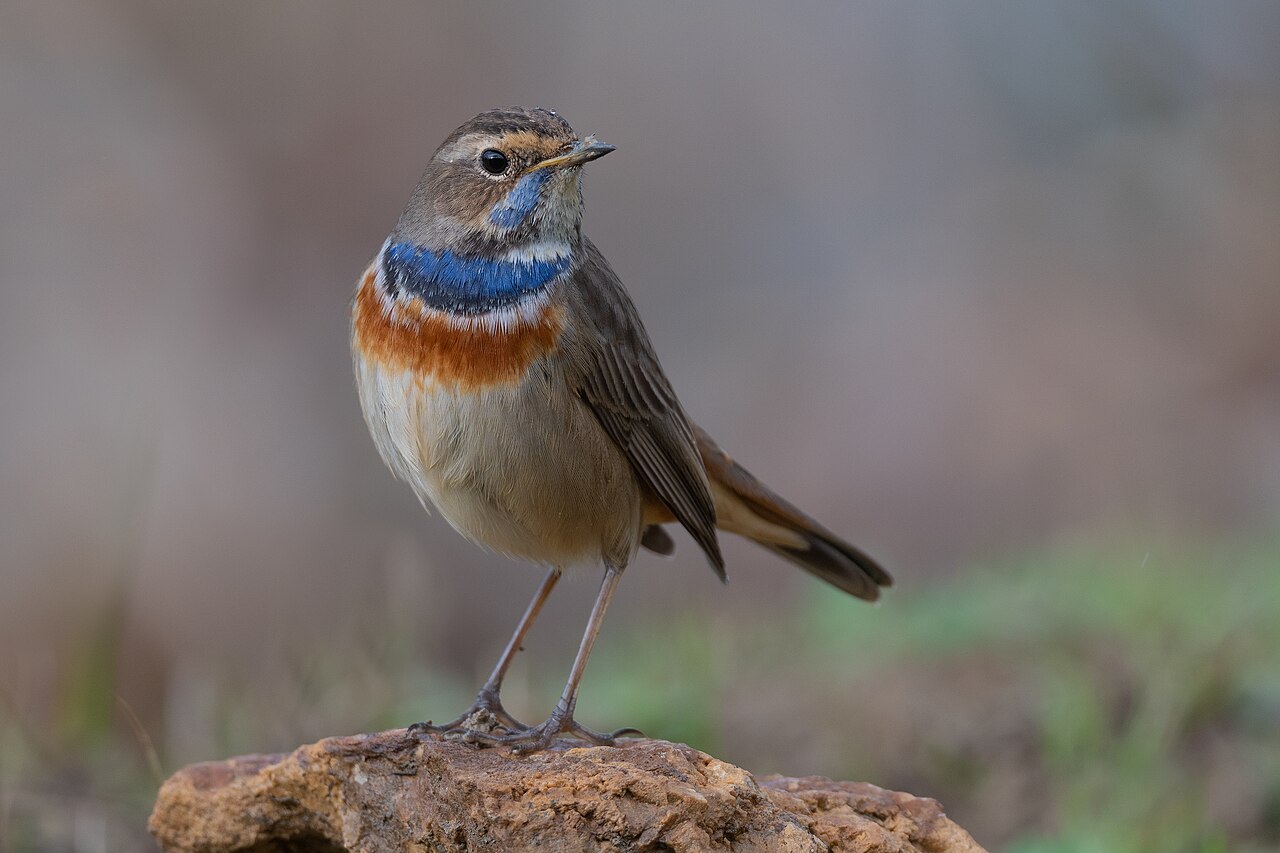 Bluethroat (Luscinia svecica)