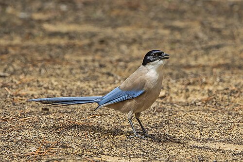 Iberian Magpie (Cyanopica cooki)