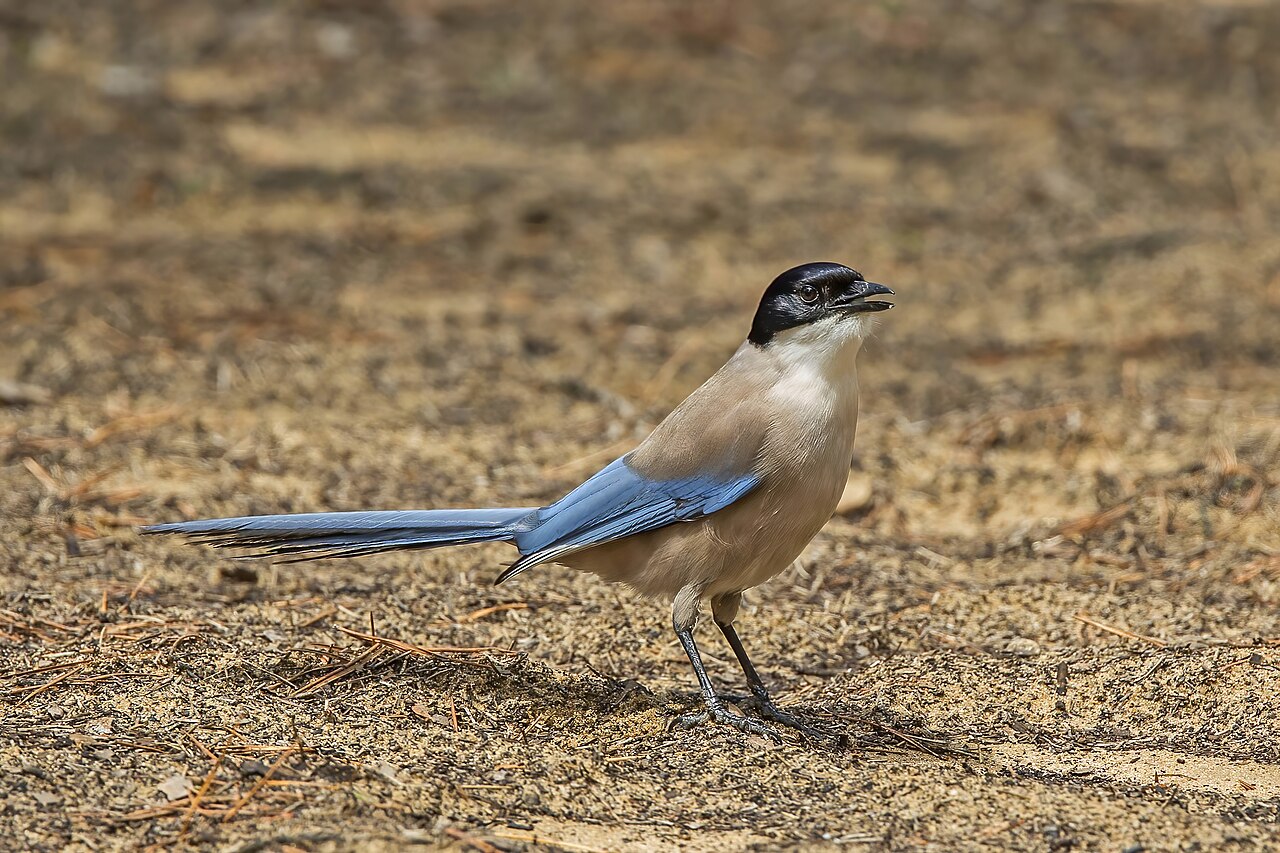 Blauwe ekster (Cyanopica cooki)