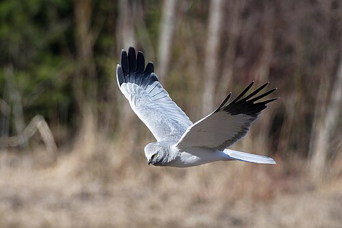 Hen Harrier (Circus cyaneus)