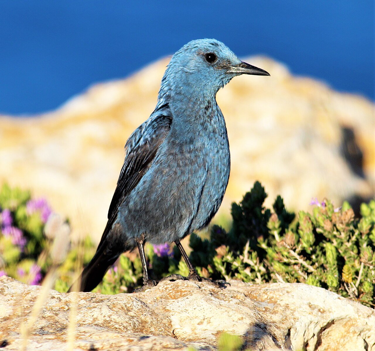 Blauwe rotslijster (Monticola solitarius)