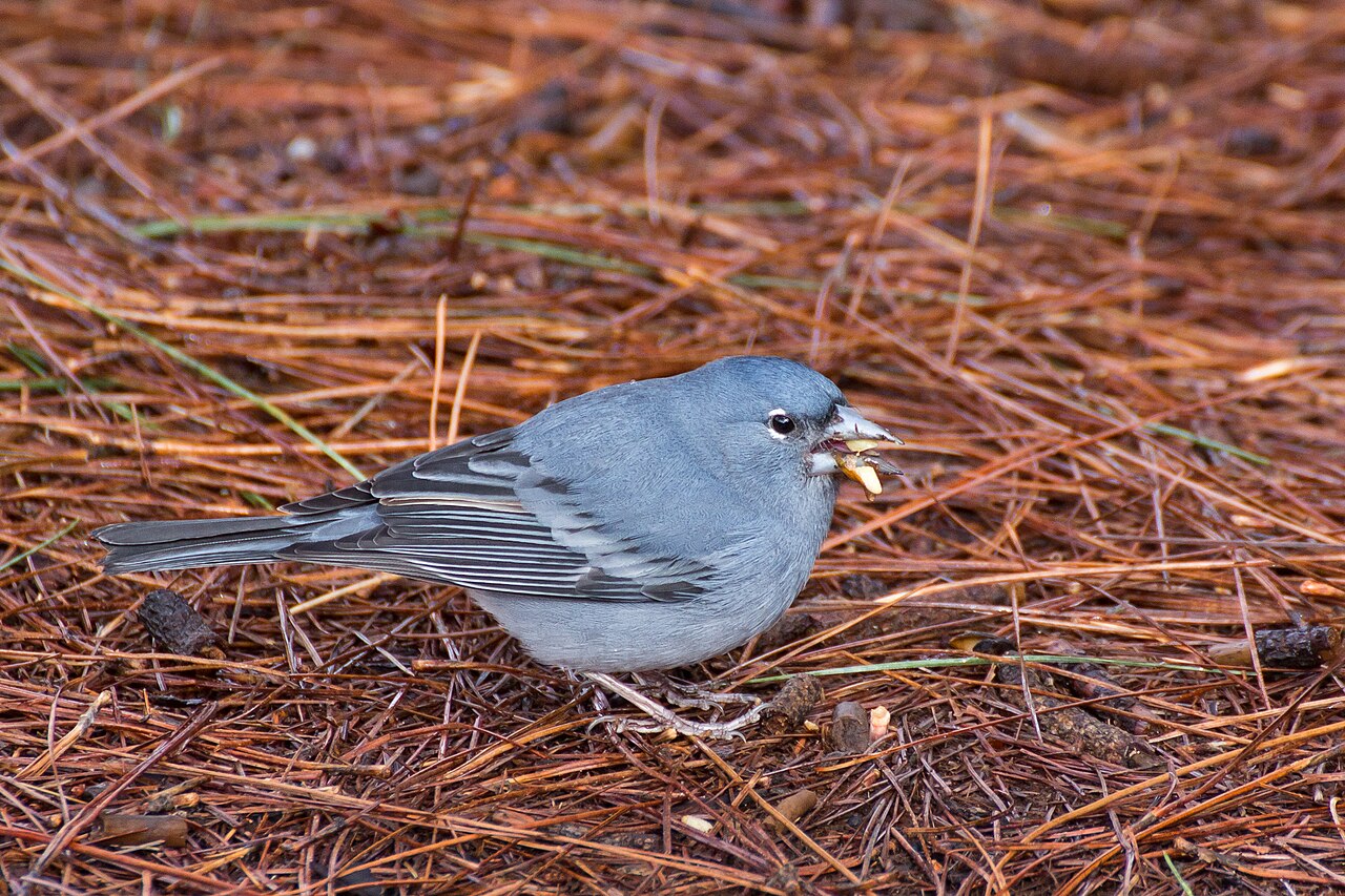 Pinzón azul de Tenerife (Fringilla teydea)