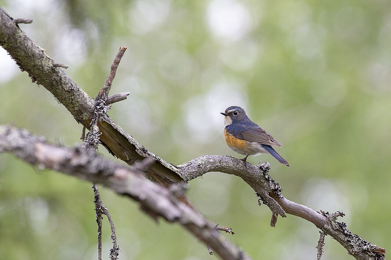 Red-Flanked Bluetail (Tarsiger cyanurus)