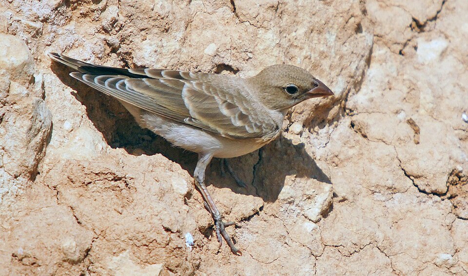 Gorrión pálido (Carpospiza brachydactyla)