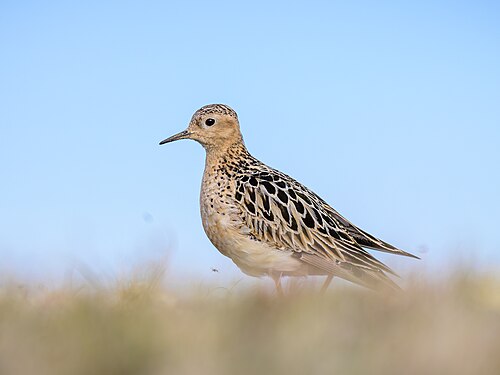 Buff-Breasted Sandpiper (Calidris subruficollis)