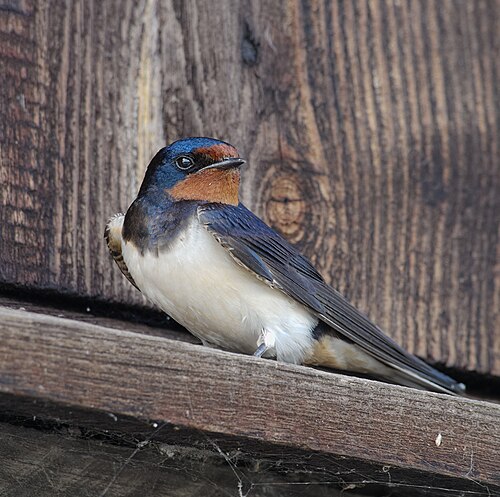 Barn Swallow (Hirundo rustica)