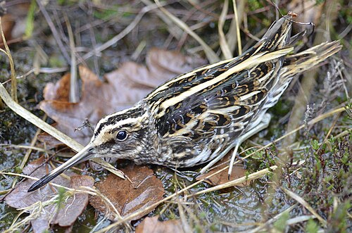 Jack Snipe (Lymnocryptes minimus)