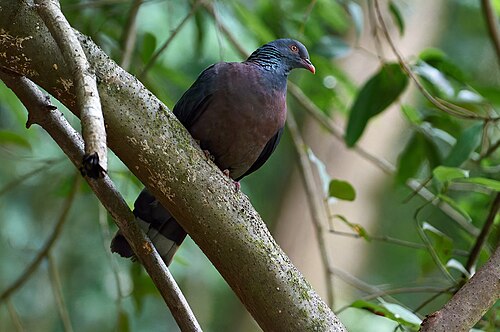 Bolle's Pigeon (Columba bollii)