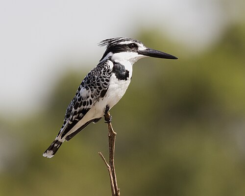 Pied Kingfisher (Ceryle rudis)