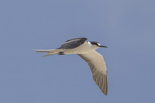 Sooty Tern (Onychoprion fuscatus)
