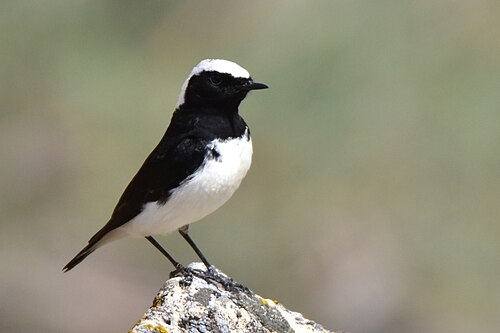 Pied Wheatear (Oenanthe pleschanka)