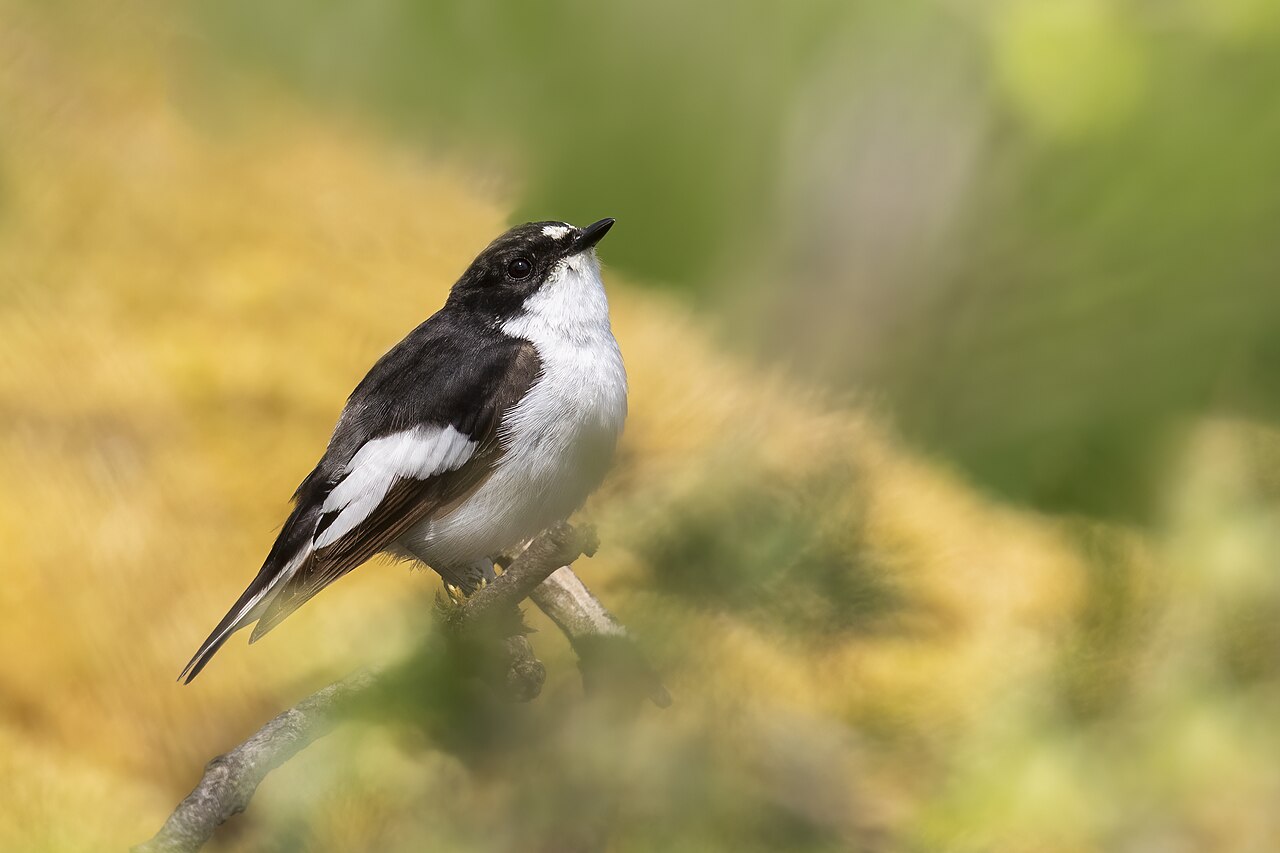 Papamoscas cerrojillo (Ficedula hypoleuca)
