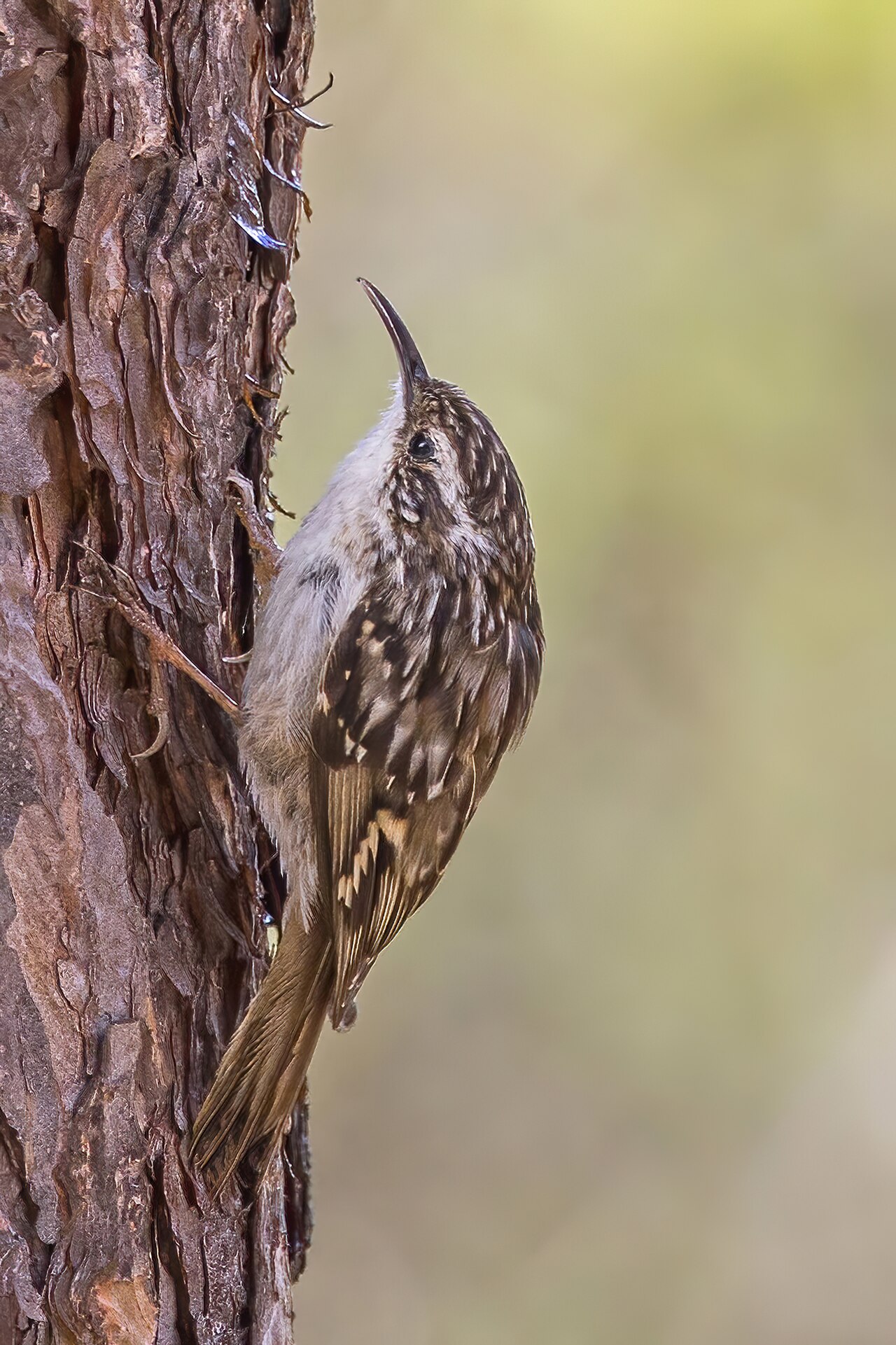 Agateador europeo (Certhia brachydactyla)