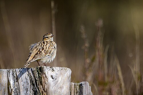 Wood Lark (Lullula arborea)