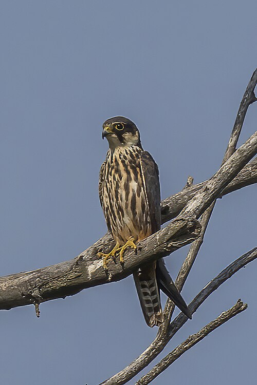 Eurasian Hobby (Falco subbuteo)