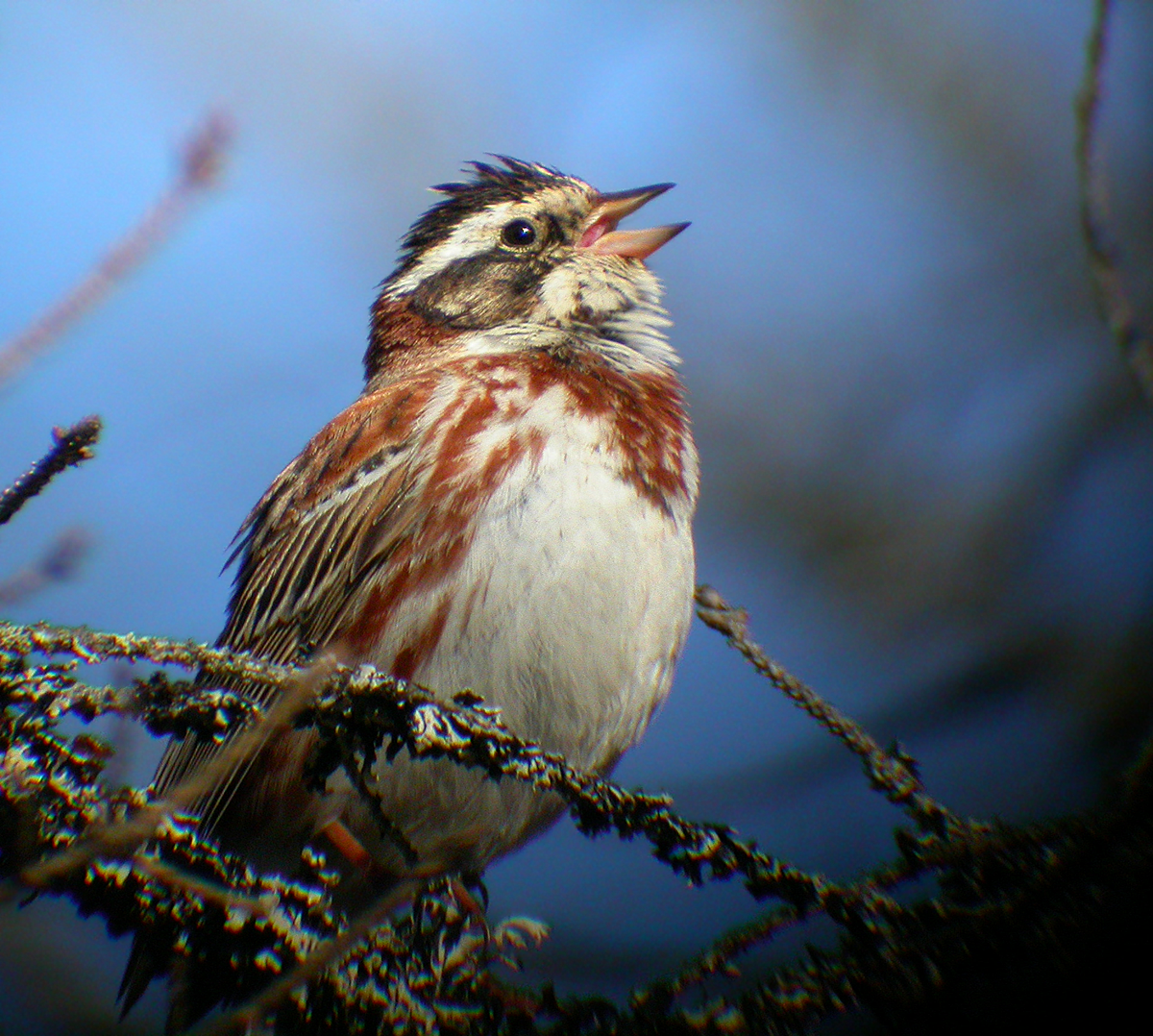 Bosgors (Emberiza rustica)