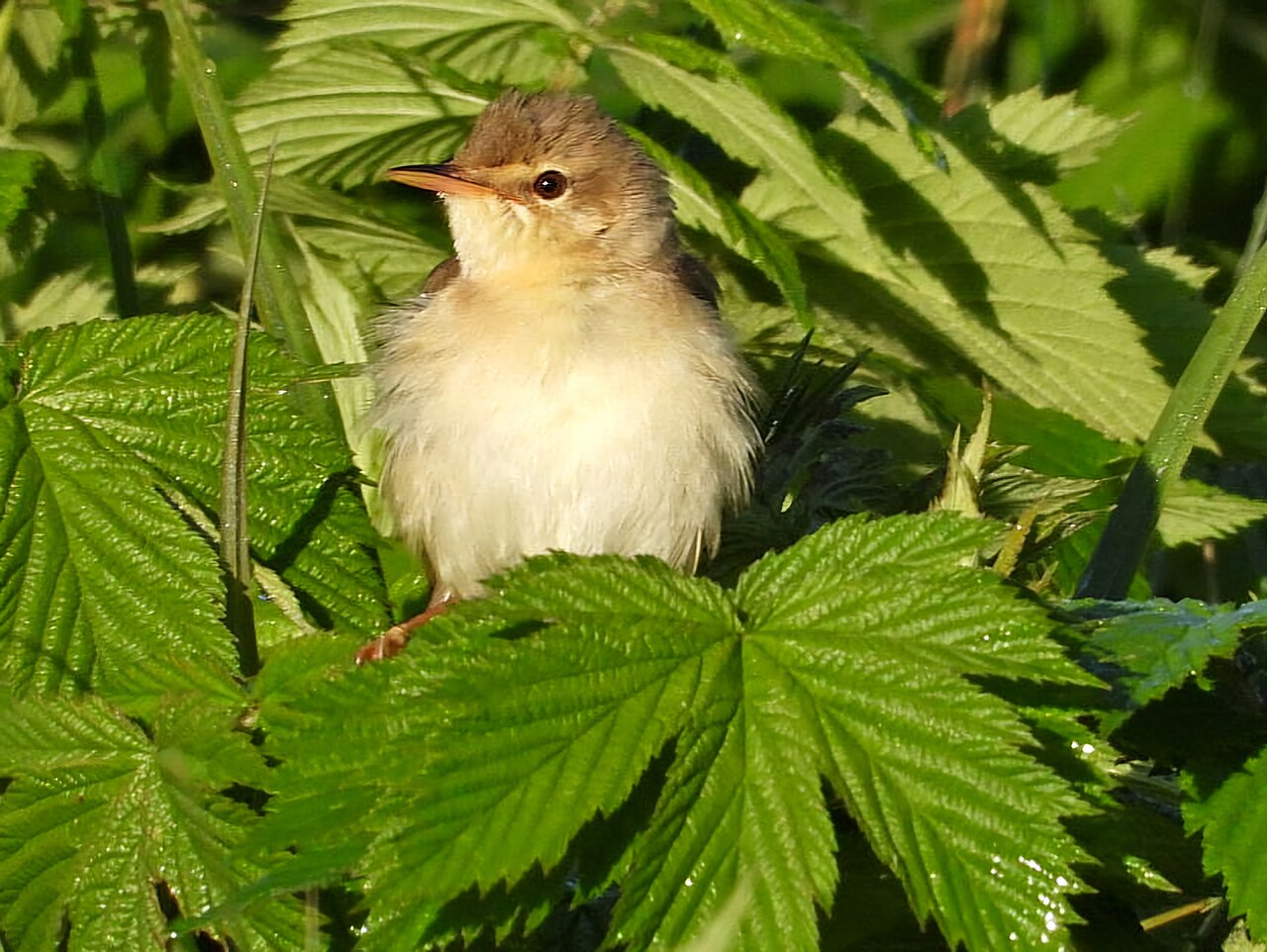 Bosrietzanger (Acrocephalus palustris)