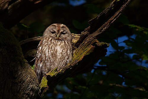 Tawny Owl (Strix aluco)