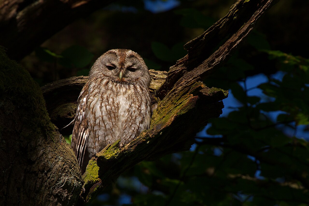 Bosuil (Strix aluco)