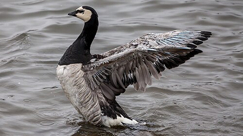 Barnacle Goose (Branta leucopsis)