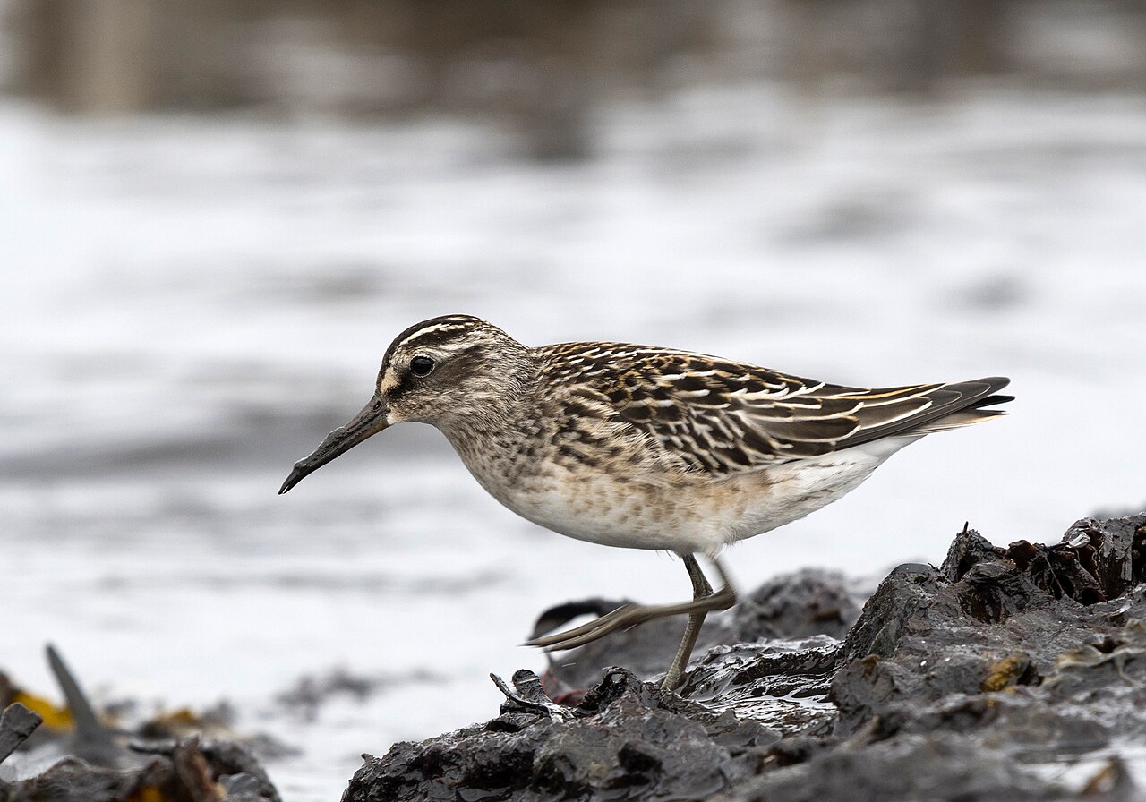 Broad-Billed Sandpiper (Calidris falcinellus)