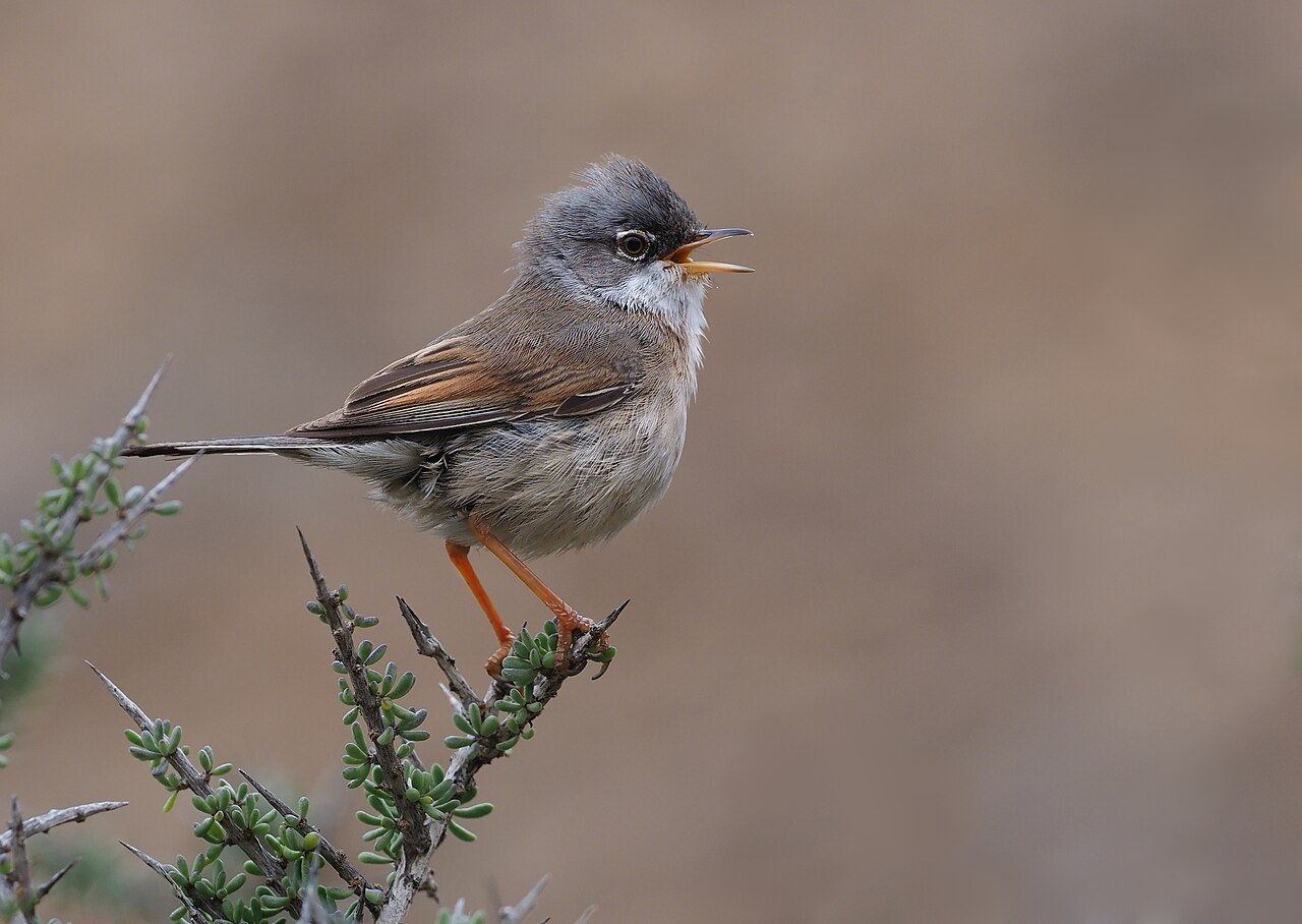 Brilgrasmus (Curruca conspicillata)