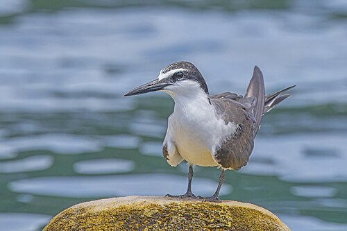 Bridled Tern (Onychoprion anaethetus)