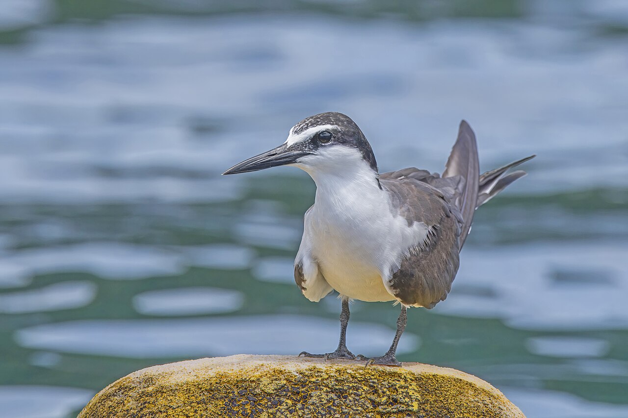 Brilstern (Onychoprion anaethetus)
