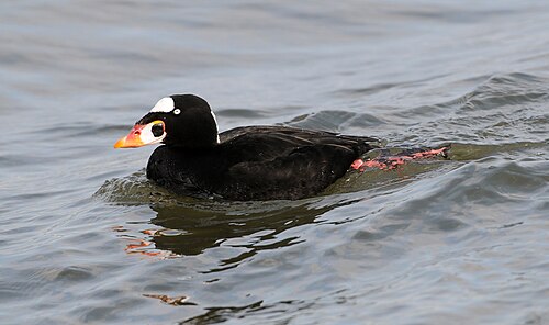 Surf Scoter (Melanitta perspicillata)