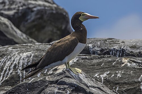 Brown Booby (Sula leucogaster)