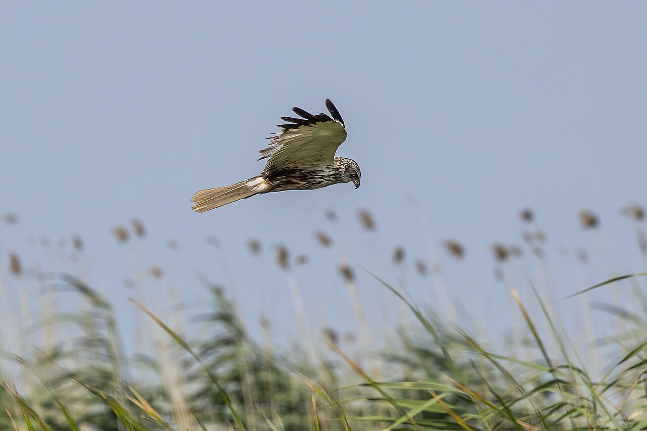Western Marsh Harrier (Circus aeruginosus)