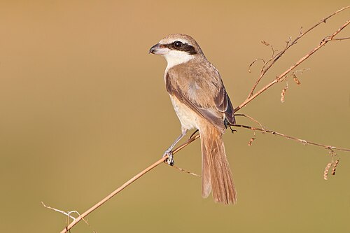 Brown Shrike (Lanius cristatus)