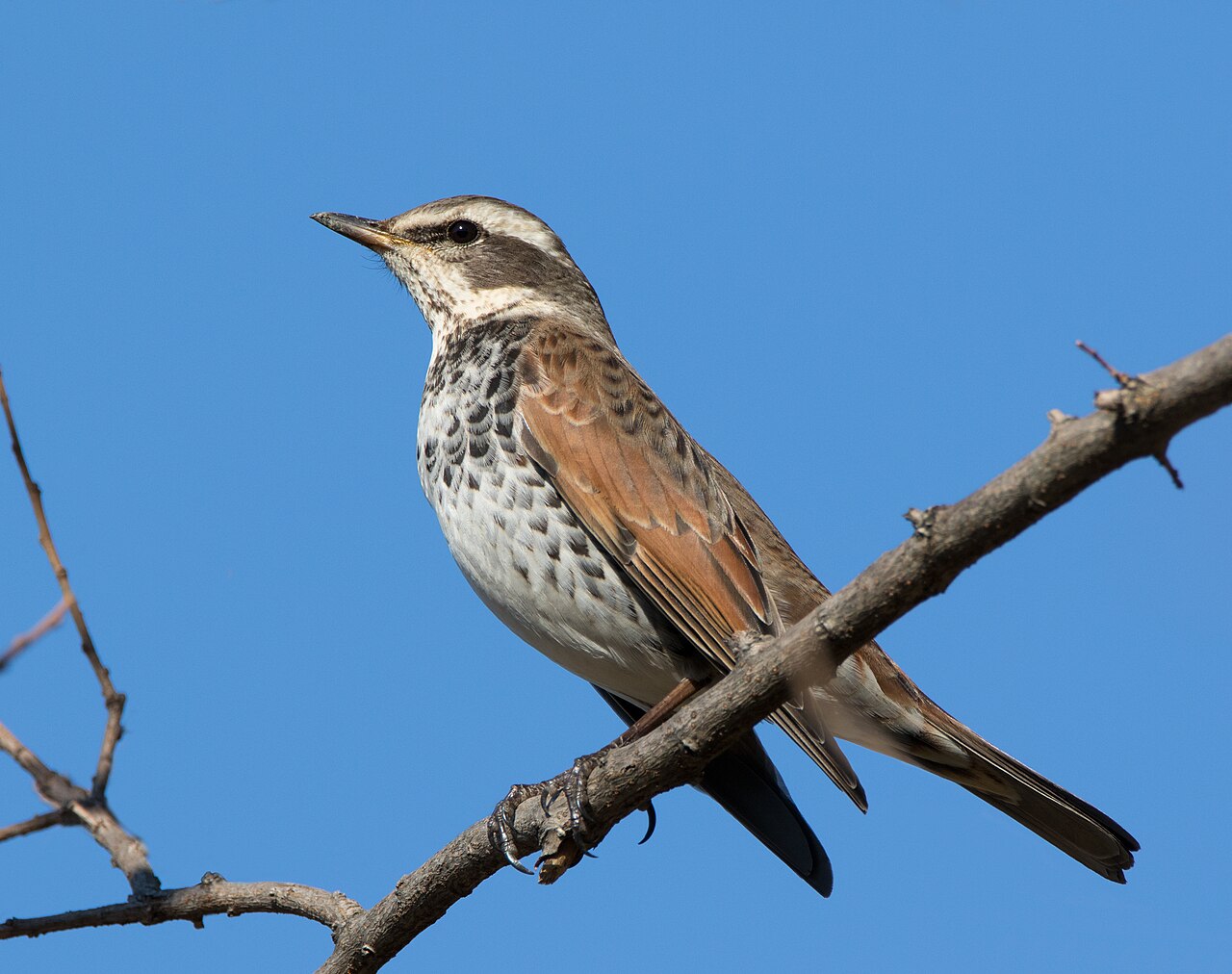 Dusky Thrush (Turdus eunomus)