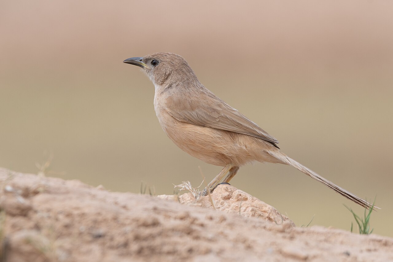Turdoide rojizo (Argya fulva)