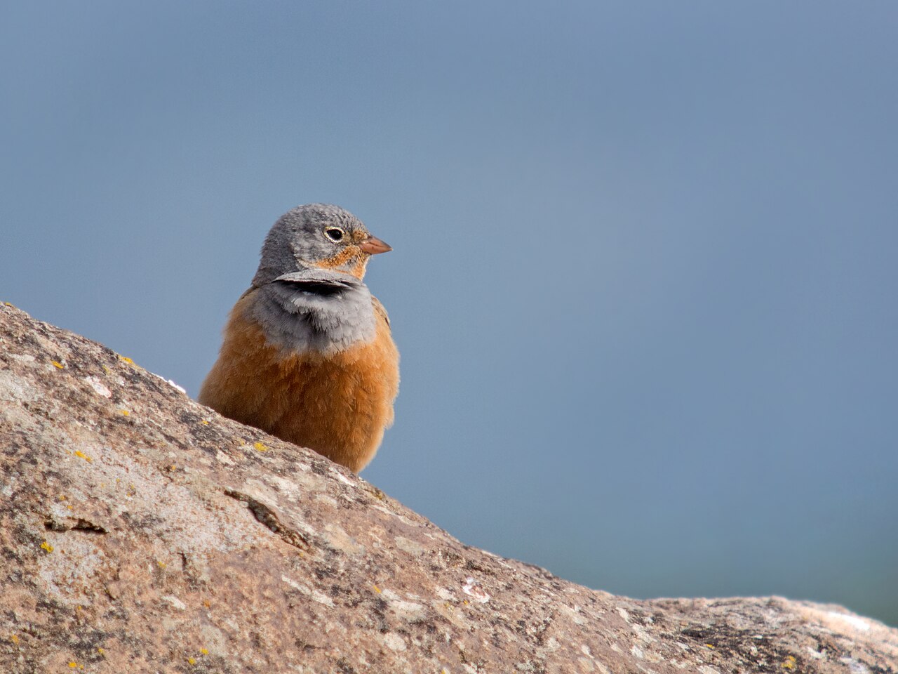 Cretzschmar's Bunting (Emberiza caesia)