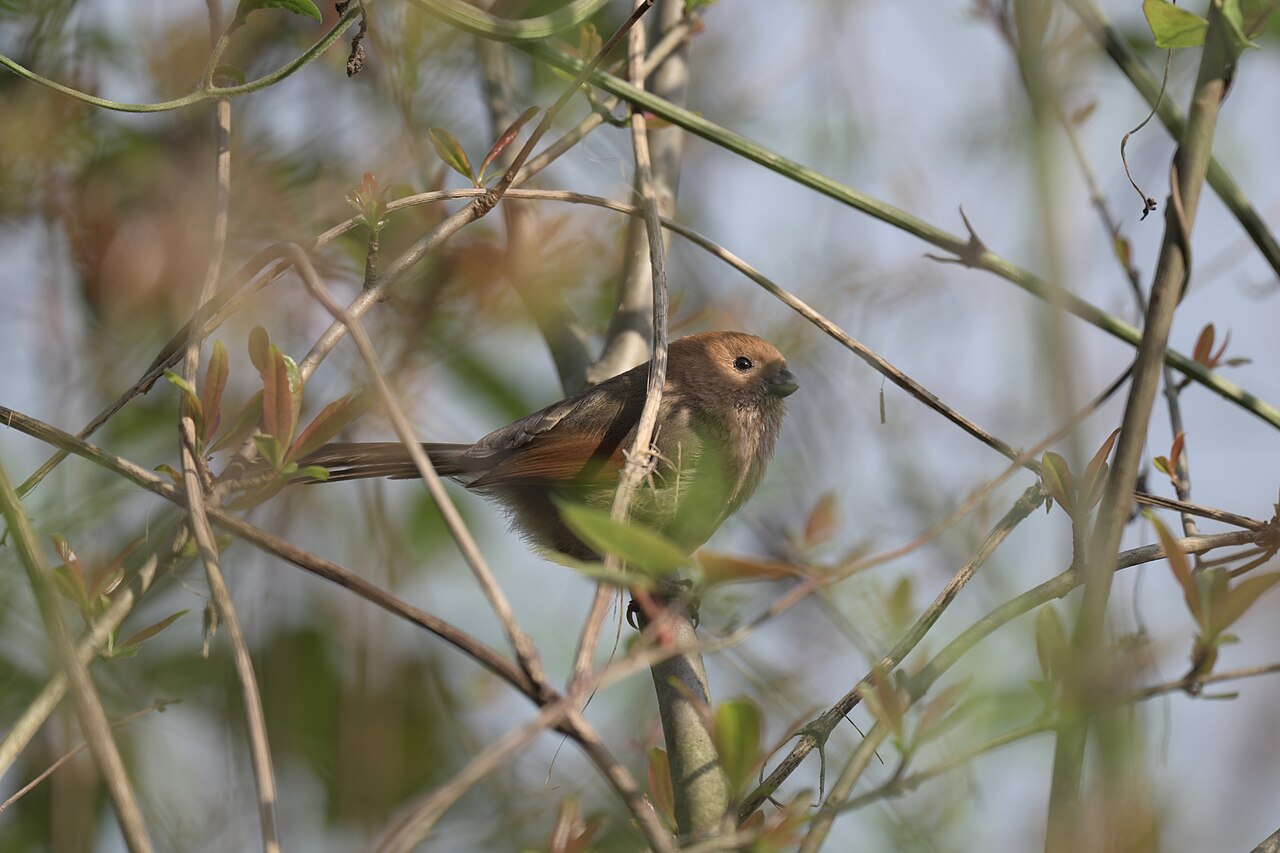 Vinous-Throated Parrotbill (Suthora webbiana)
