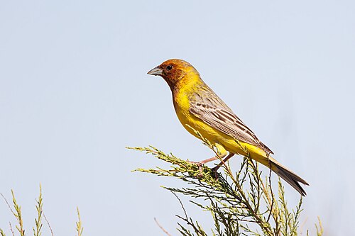 Red-Headed Bunting (Emberiza bruniceps)