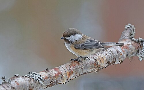 Grey-Headed Chickadee (Poecile cinctus)