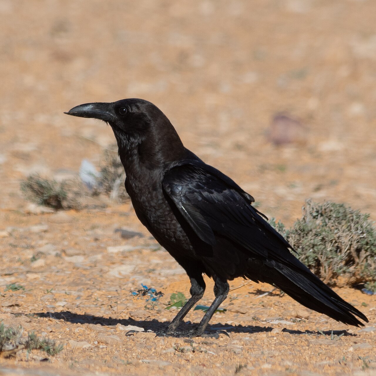 Cuervo desertícola (Corvus ruficollis)