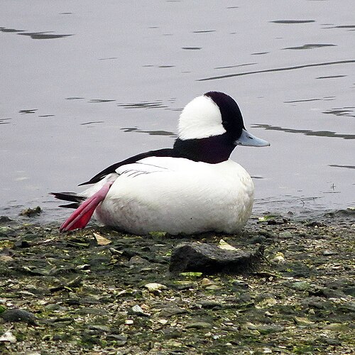Bufflehead (Bucephala albeola)