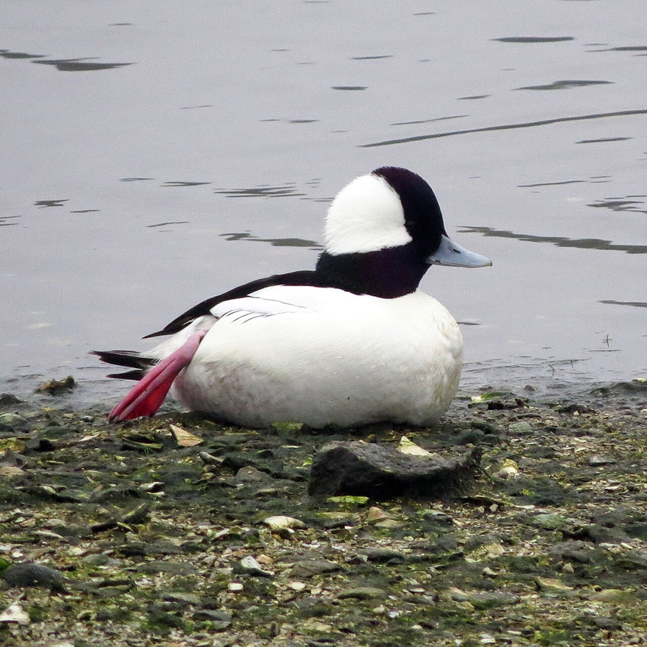 Bufflehead (Bucephala albeola)
