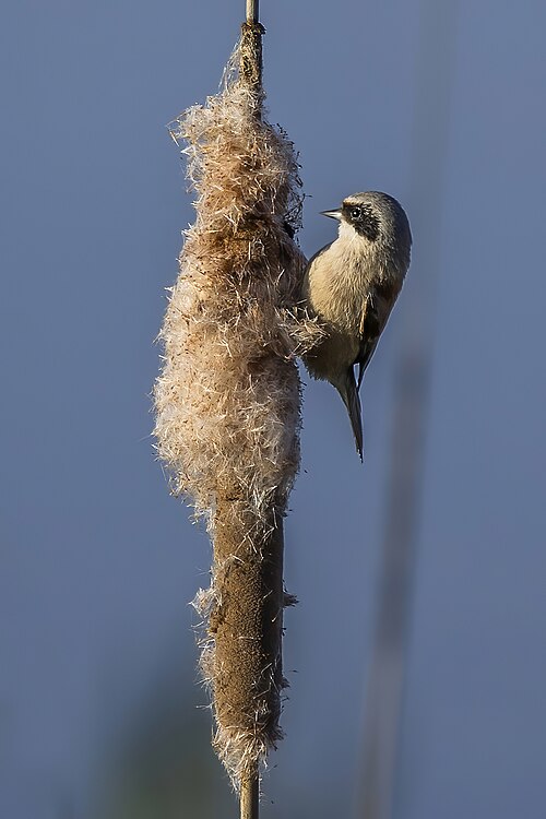 Eurasian Penduline-Tit (Remiz pendulinus)