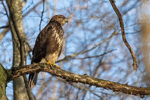 Common Buzzard (Buteo buteo)
